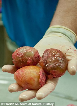 Trứng[-]được[-]tìm[-]thấy[-]trong[-]bụng[-]trăn.